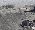 Thumbnail for version as of 20:55, 8 June 2026
